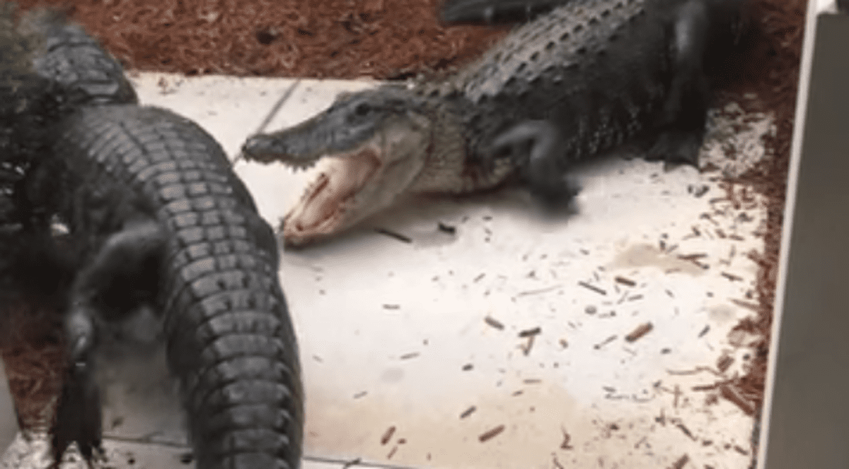 VIDEO | O femeie din Florida s-a trezit cu doi aligatori, care se luptau în fața casei sale