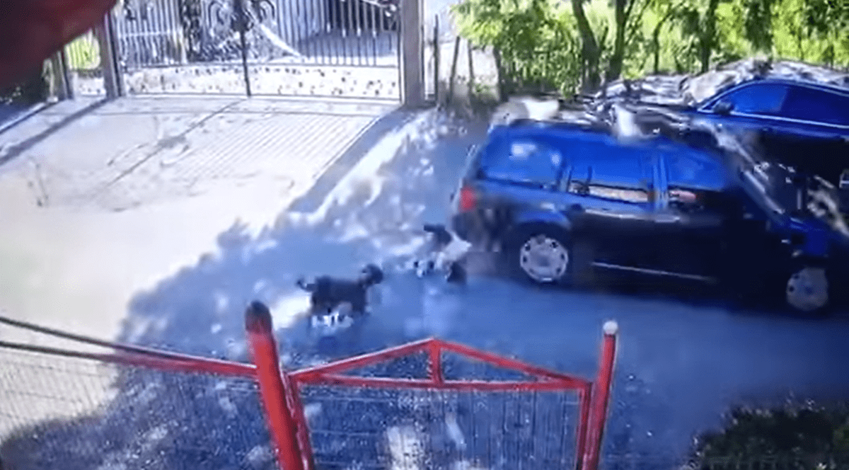 VIDEO| Cruzime fără limite în Suceava. Pui de câine călcați și omorâți de un șofer. Momentul surprins de camere