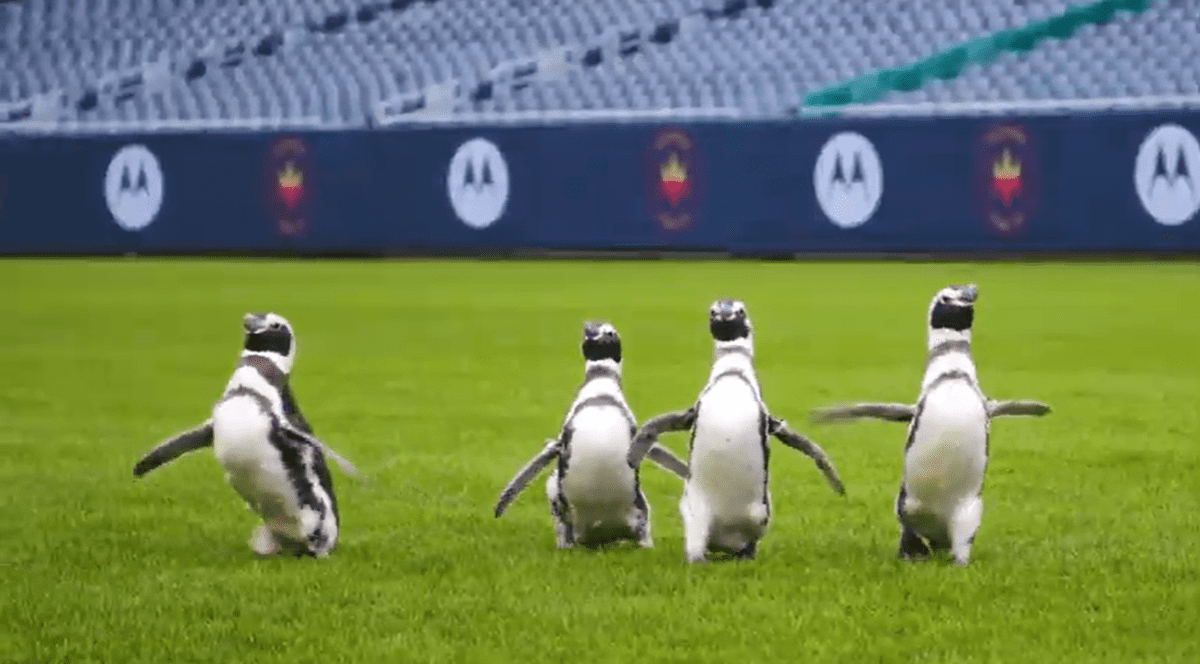 VIDEO | Patru pinguini au vizitat arena lui Chicago Bears.” Au experimentat mirosuri și senzații noi”
