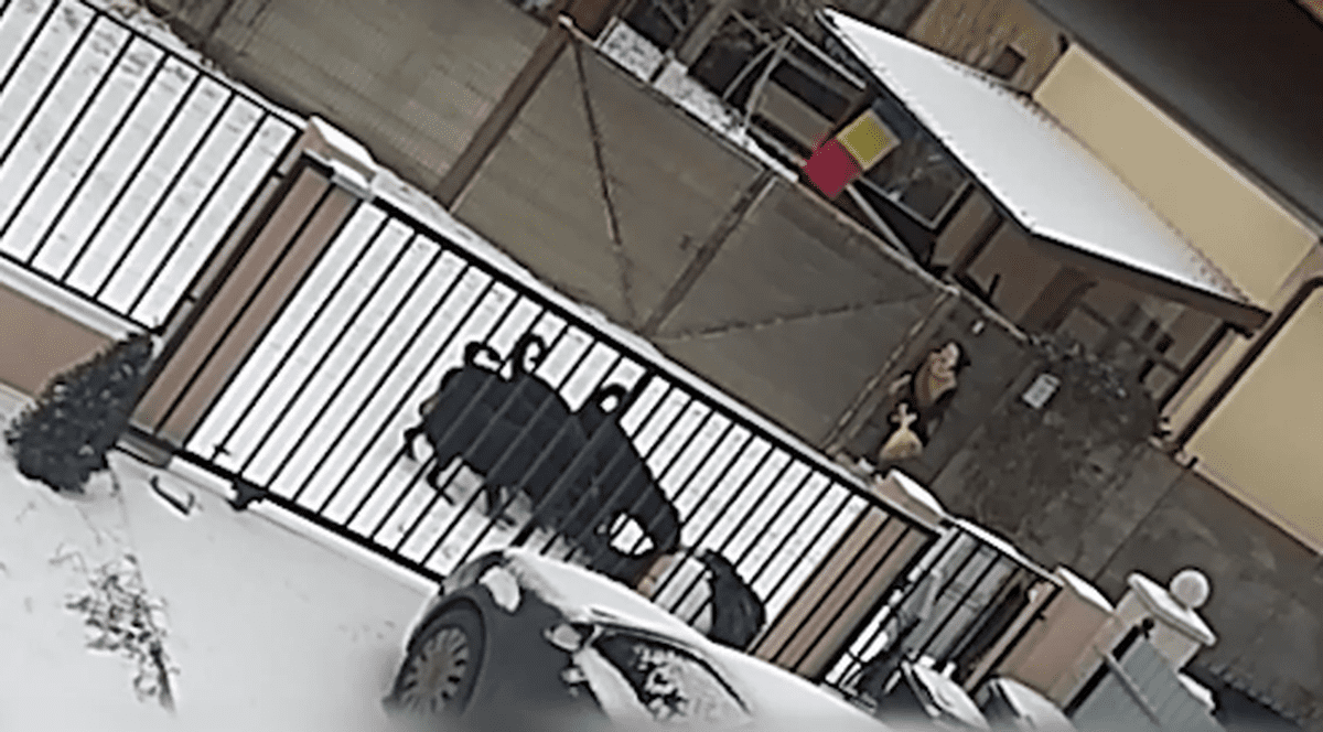 Femeie atacată de patru câini Rottweiler, în Suceava, internată în stare gravă la spital