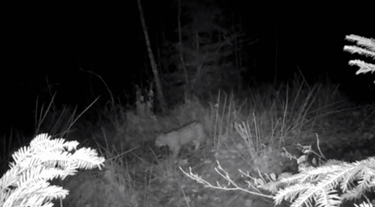 Încă mai avem râși în pădurile din România. Imagini rare, surprinse de un fotograf wildlife în Neamț. Ce spune Cristian Preutu