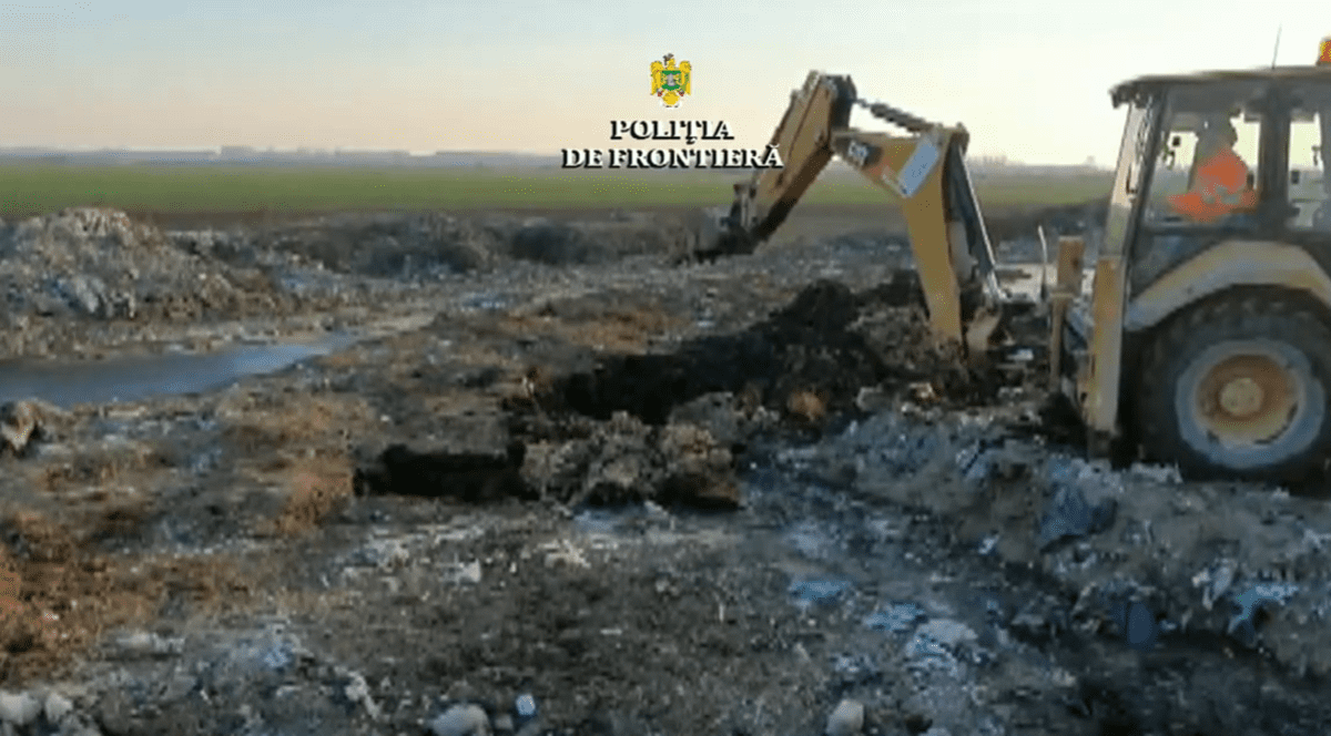 Cazul oilor înecate în Portul Midia: Animalele au fost îngropate în câmp, deși trebuiau incinerate. Patronul firmei: „Le-am incinerat la Protan şi am făcut îngrăşământ bio”