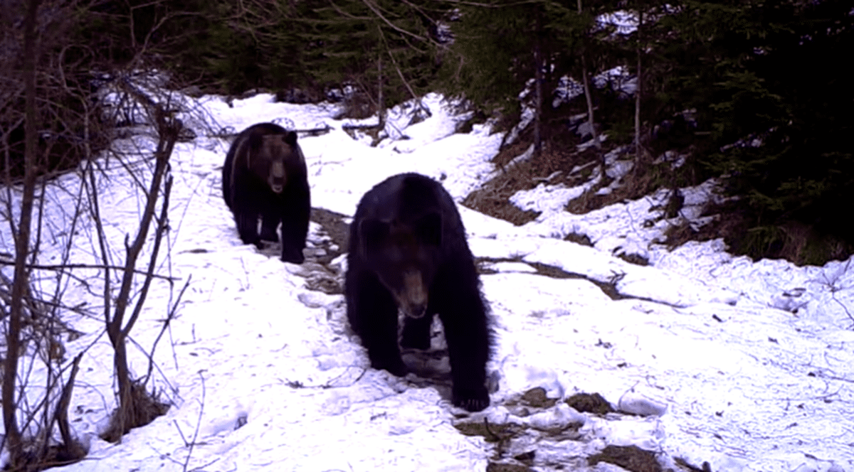 VIDEO | Ce au făcut doi urși după ce au descoperit o cameră de monitorizare din Parcul Național Cheile Bicazului