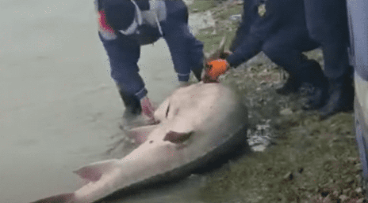 Un morun viu de 140 de kilograme a fost găsit în căruța a doi bărbați din Issacea. Polițiștii l-au eliberat în Dunăre