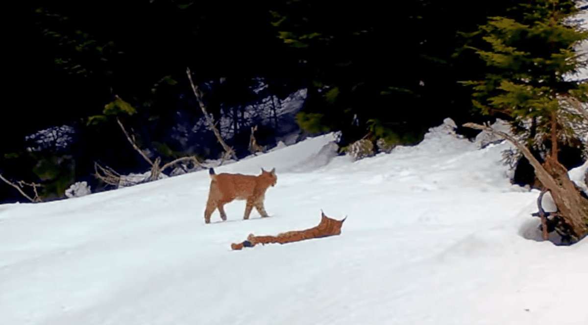 Imagini rare cu doi râși care se joacă prin zăpadă în Parcul Național Piatra Craiului