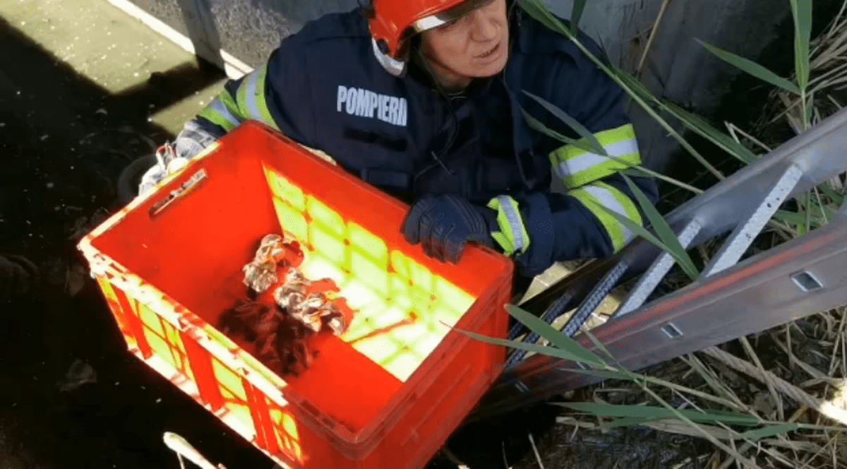 11 boboci de raţă sălbatică salvați de pompieri dintr-un lac de acumulare, în Iași