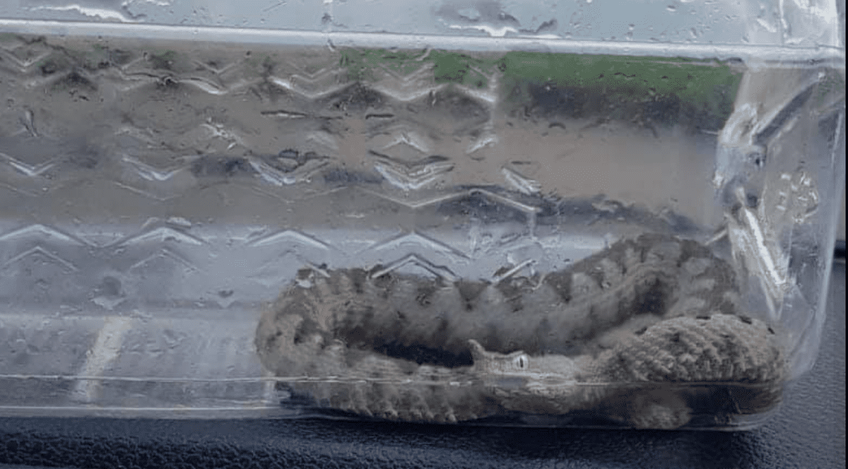 Viperă găsită în sediul Poliției de Frontieră din Orșova. Unde se ascundea