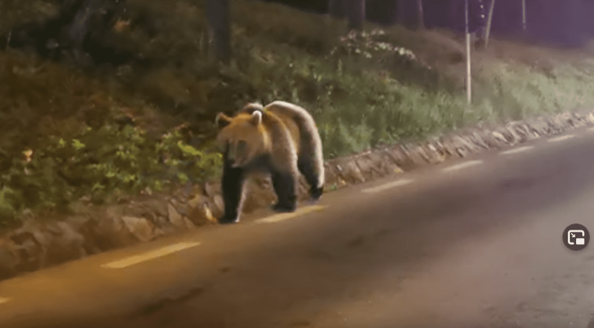 Urs filmat pe bulevard, în Sinaia. Primarul din stațiune: „Sunt peste tot”