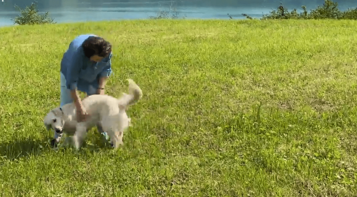 Îngerul Eileen. Un Golden Retriever și-a readus stăpânul la viață, după ce acesta nu s-a mai trezit după operație