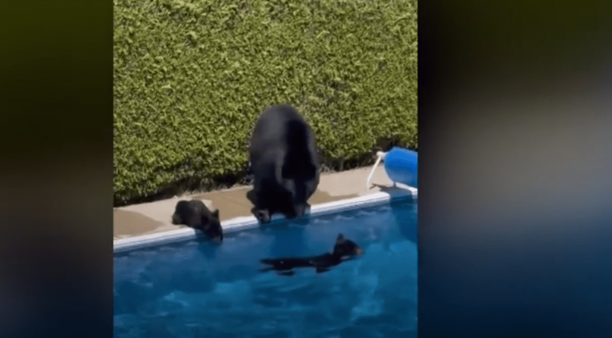 Canicula din Canada și efectele ei: O ursoaică și puii săi, surprinși cum se răcoresc într-o piscină