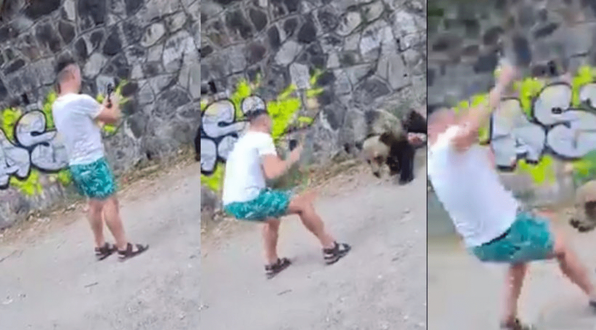 Un turist, la un pas să fie sfâșiat de un urs pe Transfăgărășan după ce s-a apropiat de el să-i facă poze