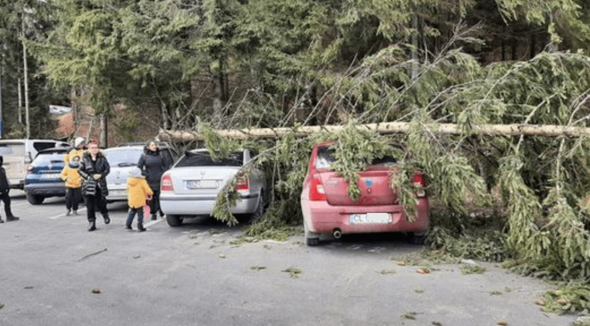 Trei mașini distruse în Poiana Brașov, de un brad doborât de vânt