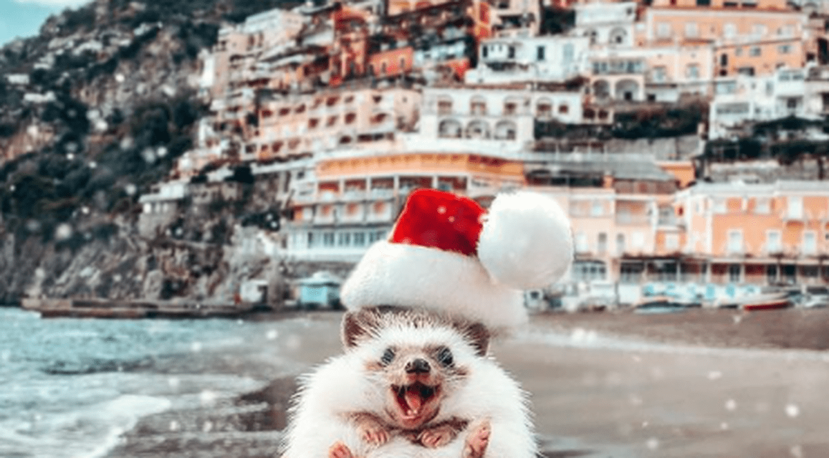 Ariciul Herbee are peste 1,9 milioane de admiratori pe Instagram. „El aduce bani în casă”