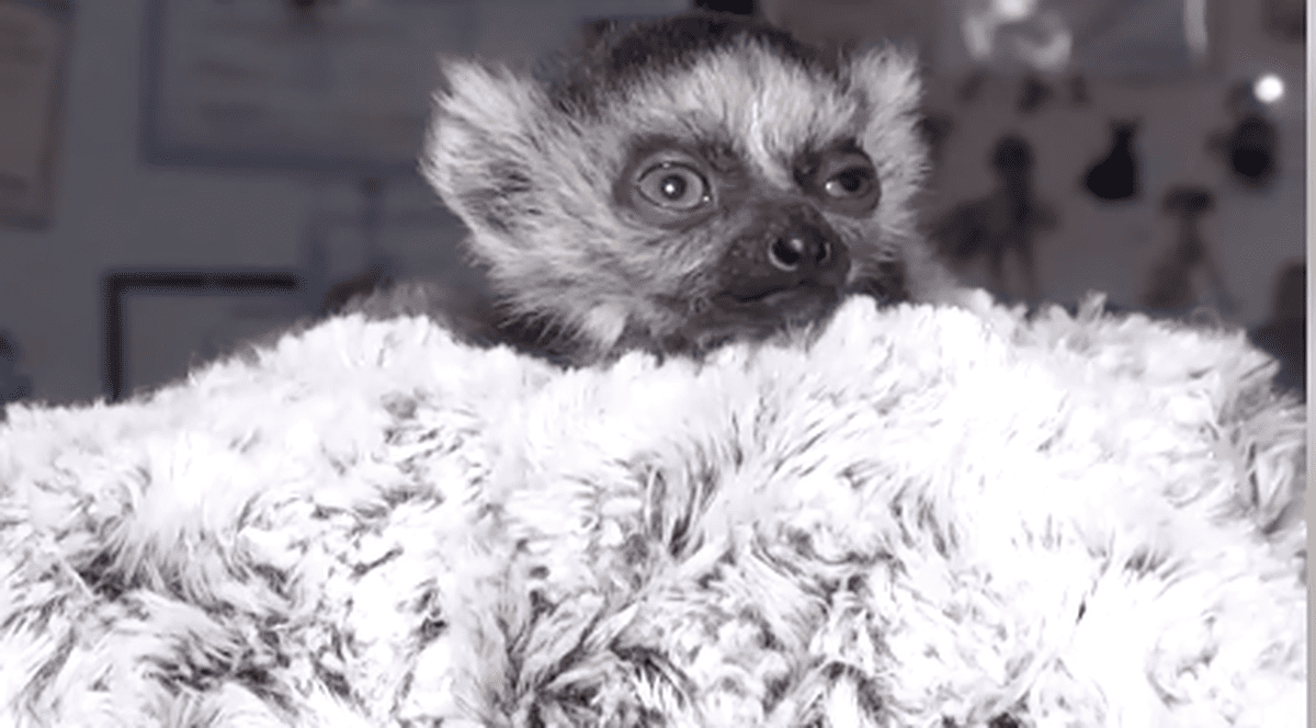 Un lemur care s-a născut la grădina zoologică din Kiev a fost botezat Bayraktar, după numele dronelor turcești folosite de armata ucraineană
