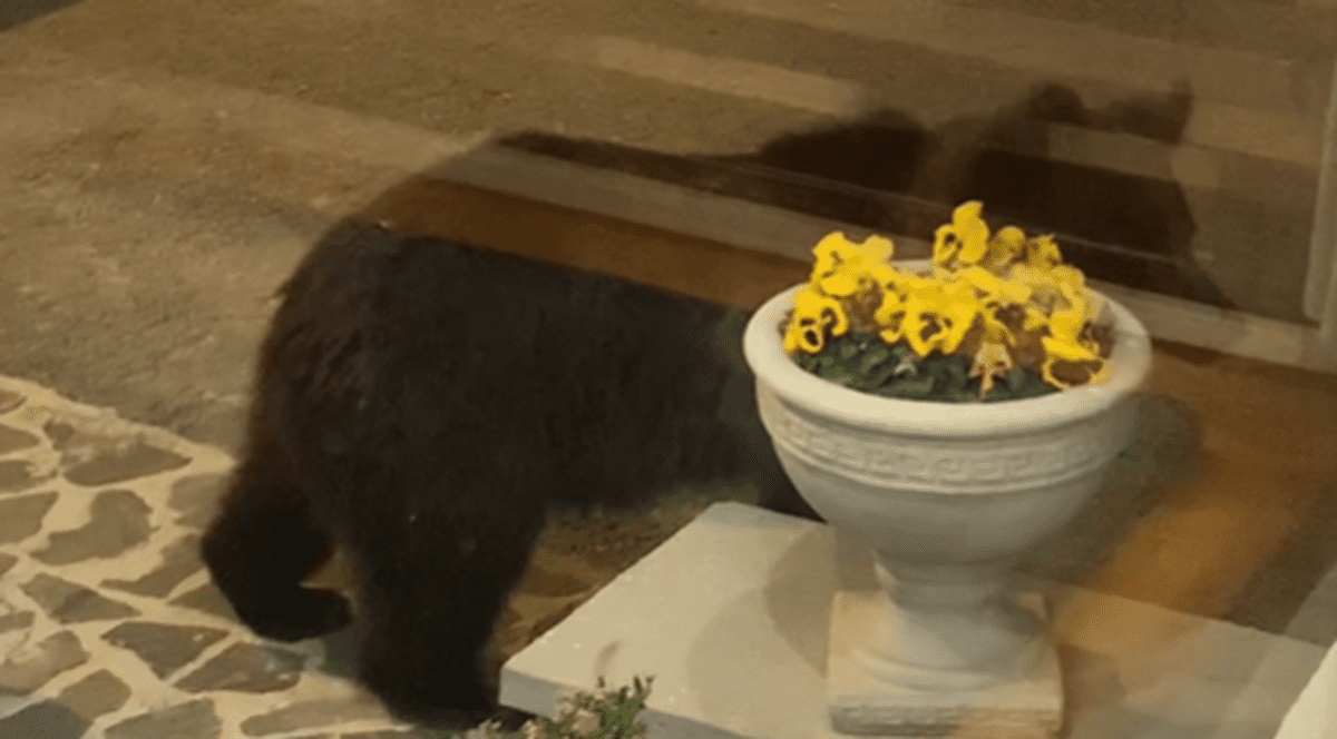 „Vizitator” neașteptat la o pensiune din Predeal. Un urs a fost filmat când intră singur, pe ușă, în recepție