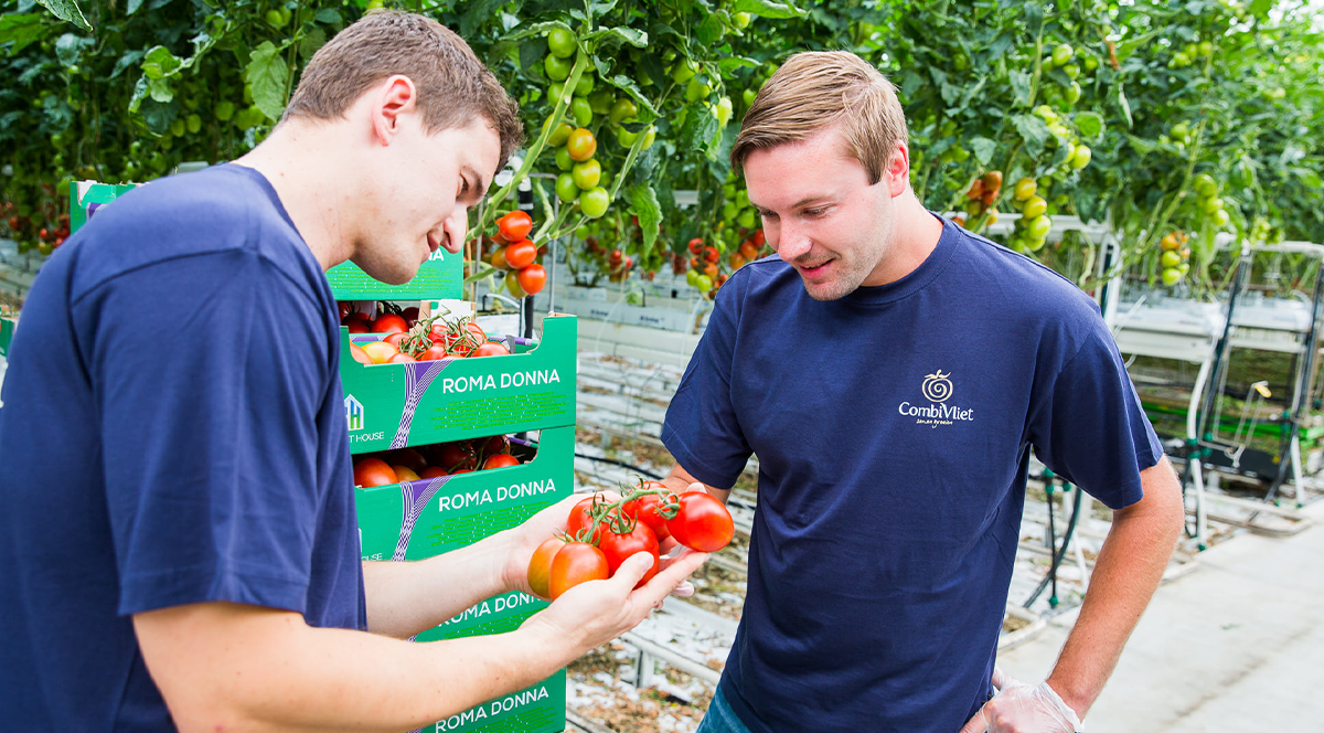 Avantajele locurilor de muncă în Olanda