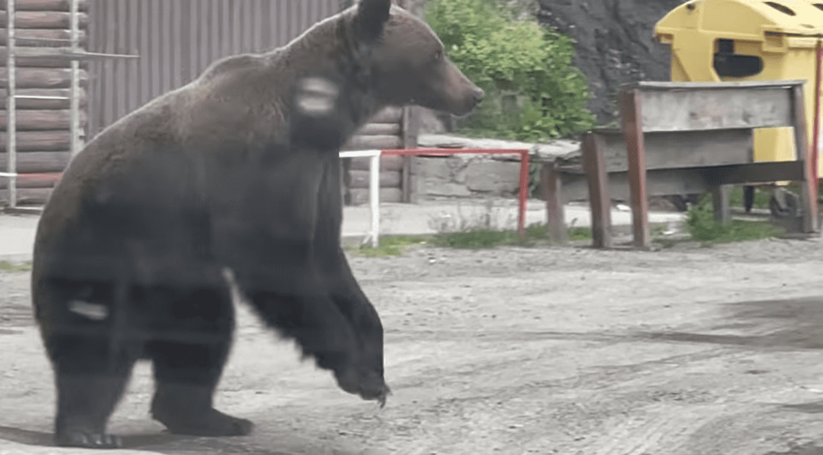 VIDEO. Un șofer a făcut cale întoarsă într-un tunel de pe Transfăgărășan după ce i-au ieșit în cale doi urși