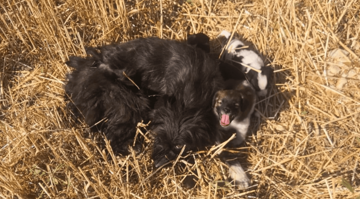 Câini legați cu sârmă de picioare și băgați în saci, găsiți la marginea Brașovului. Se caută făptașii  | VIDEO