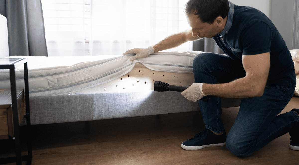 Cum scăpăm de ploșnițe