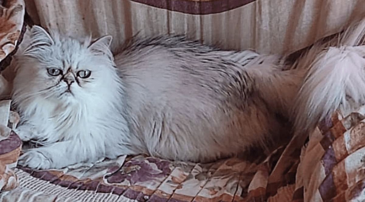 Hoții au spart o casă, au furat bijuterii, un tablou și pisica, în Germania. Recompensă pentru cine o găsește pe Chantal