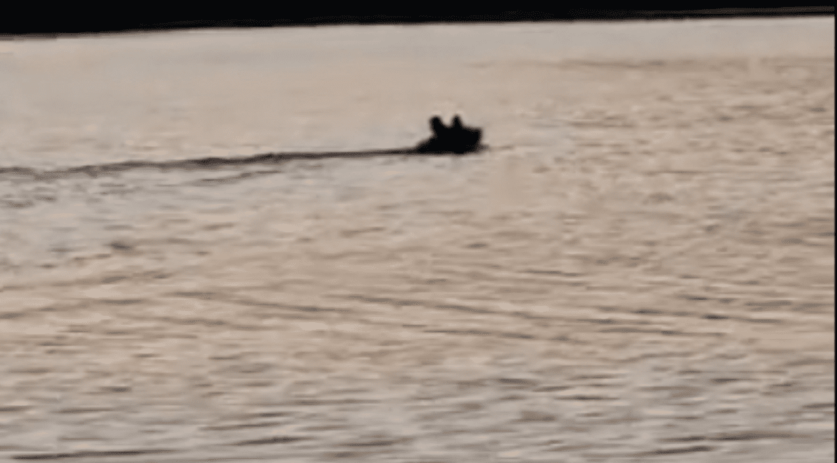 Urs surprins de un pescar cum traversează râul Olt, în județul Sibiu  | VIDEO