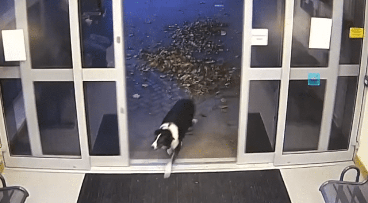 Un câine pierdut „s-a predat” într-o secție de poliție din Anglia