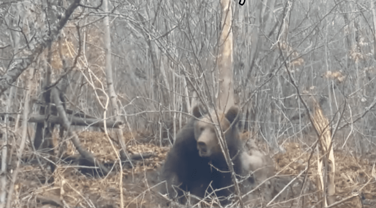 Pui de urs rănit, salvat de jandarmii din Bistrița. Era prins într-un laț de sârmă | VIDEO