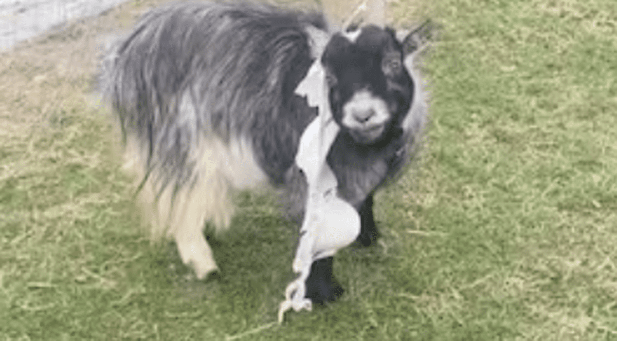 Un sat britanic este terorizat de țapul Gary: „Fură sutienele de pe sârmele de rufe”