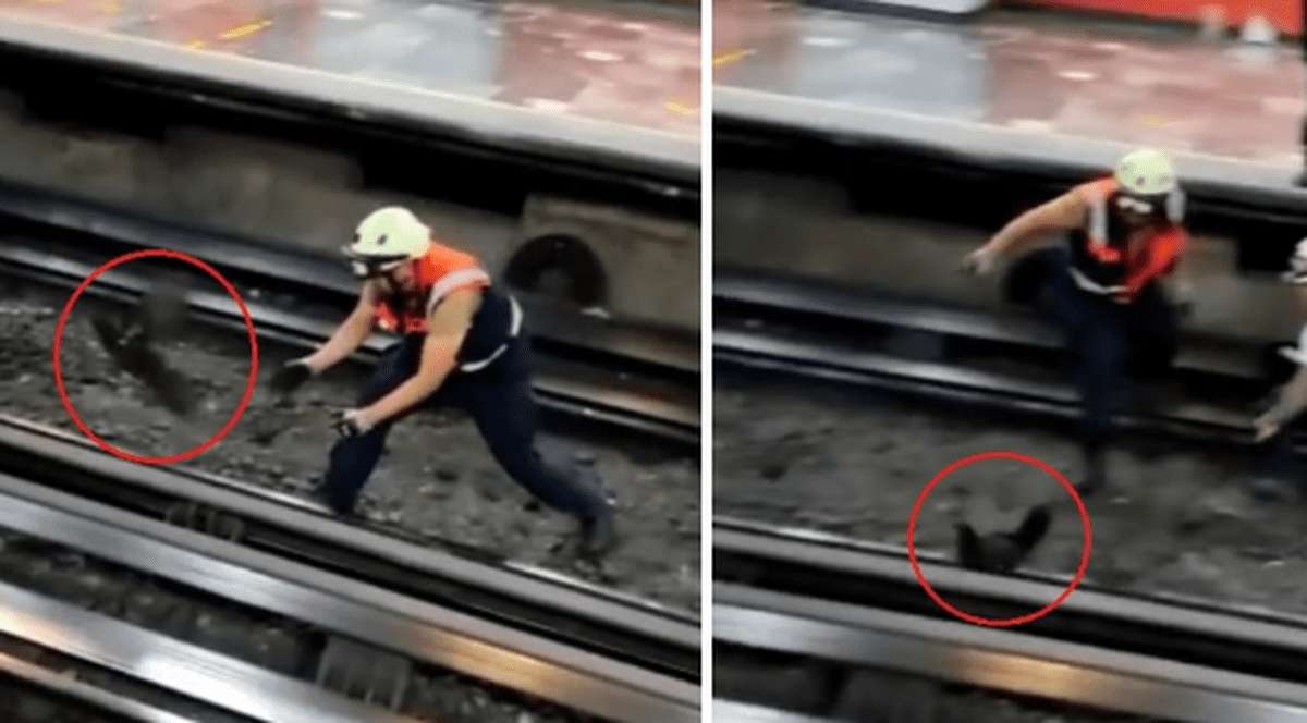 O găină a ajuns pe șine, iar circulația metroului din Ciudad de Mexico a fost oprită pentru a prinde pasărea | VIDEO