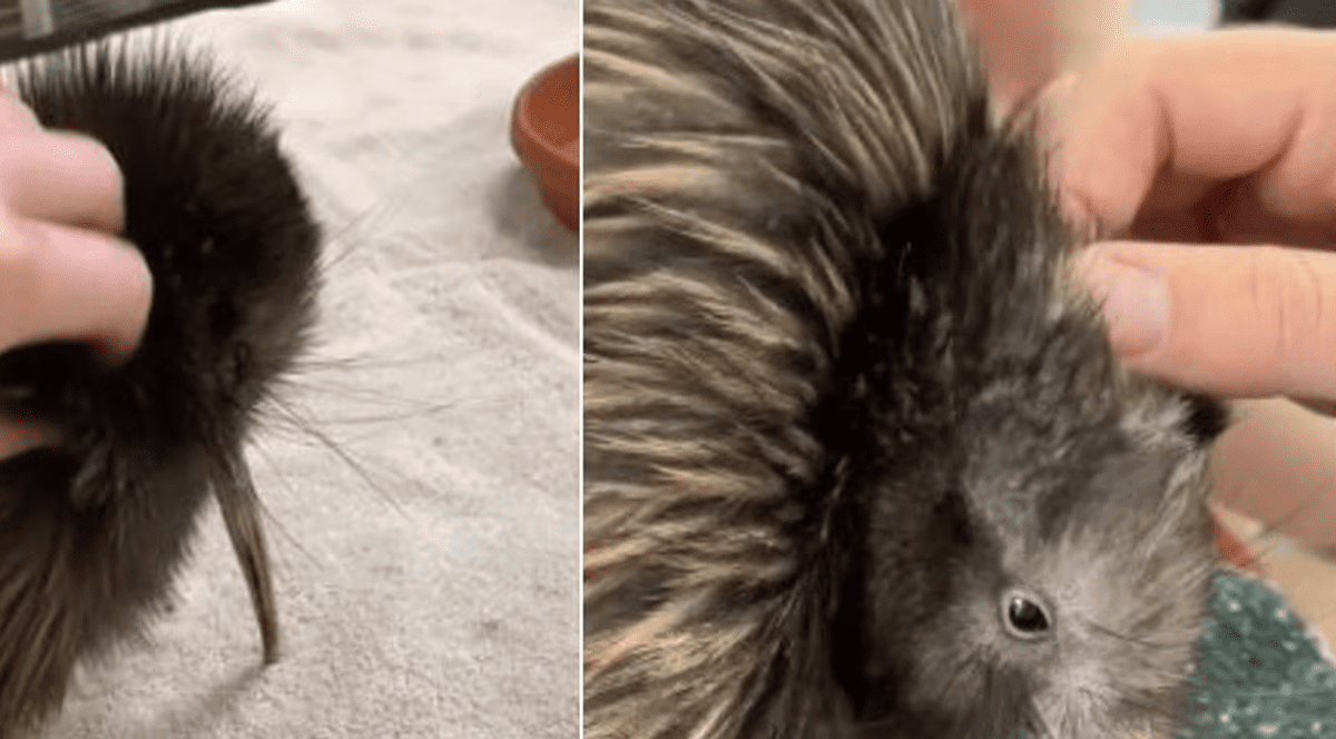 Scandal SUA - Noua Zeelandă, după ce o grădină zoologică din Miami permitea vizitatorilor să facă selfie-uri contra cost, pentru 20 de dolari, cu o pasăre kiwi