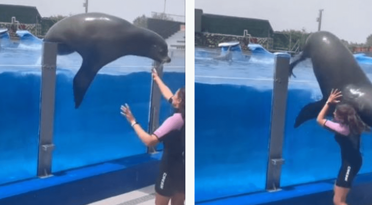Momentul în care un leu de mare care încerca „să evadeze” din bazin cade peste o îngrijitoare, într-un parc acvatic din Spania