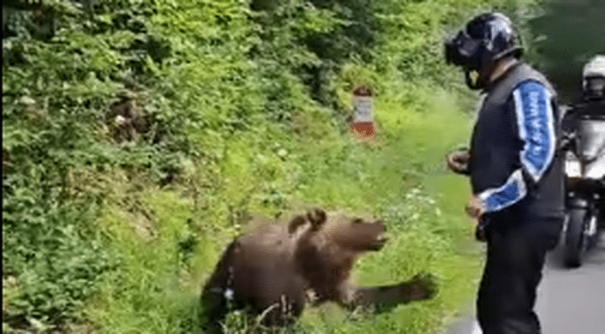 Un turist străin, la un pas să fie atacat de un urs pe care se oprise să-l hrănească, pe Transfăgărășan. VIDEO