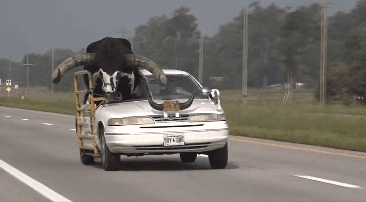 „Credeau că o să fie ceva mic”. Taur uriaș plimbat pe bancheta unei mașini, pe o autostradă din Nebraska | VIDEO