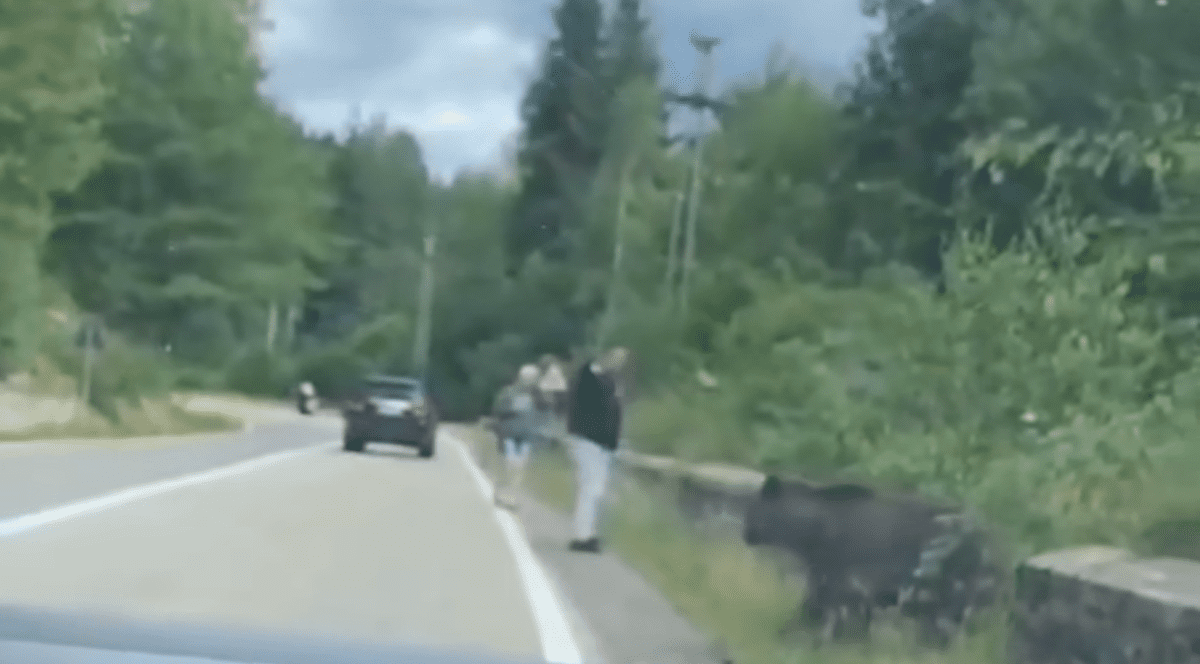 Momentul în care un turist vrea să hrănească un urs pe Transfăgărășan, iar animalul îl trântește la pâmânt. VIDEO