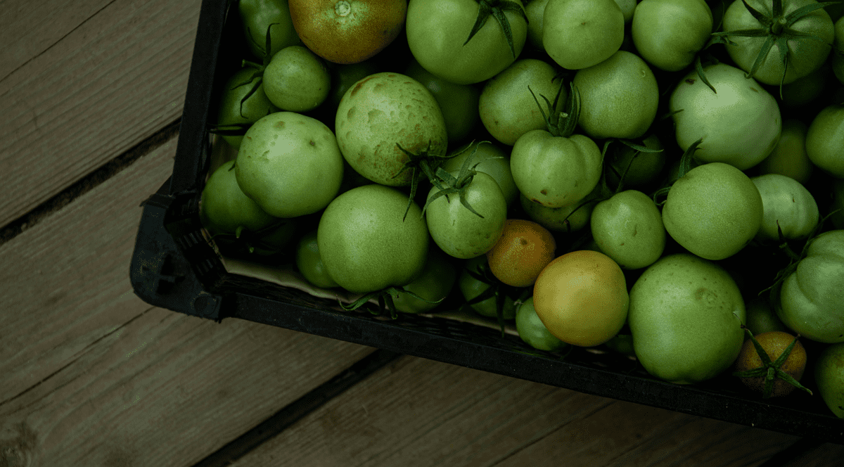 Rețete gogonele în saramură