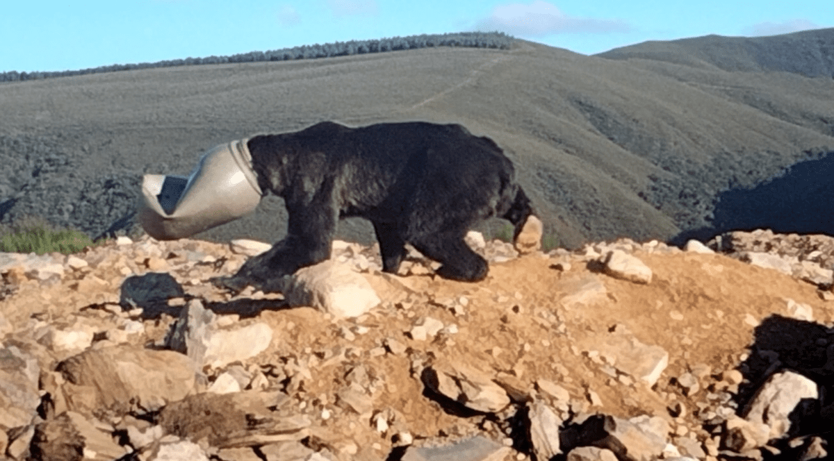 Operațiune de salvare a unui urs brun, care își blocase capul într-un butoi din plastic, în Spania