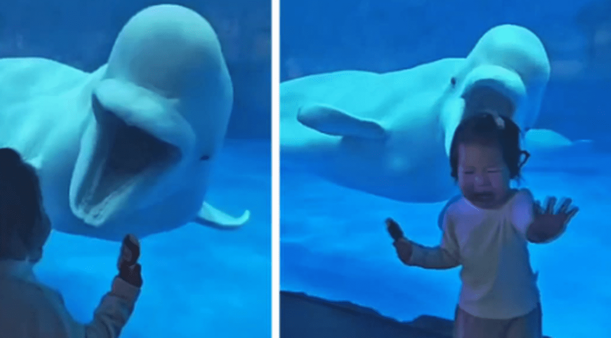Momentul în care o belugă sperie o fetiță, la acvariul din Tianjin: „E modul balenei de a comunica prietenos”