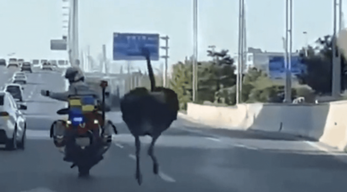 Un struț a produs haos pe o autostradă din China. Polițiștii s-au chinuit să-l prindă, un agent a căzut de pe motocicletă | VIDEO