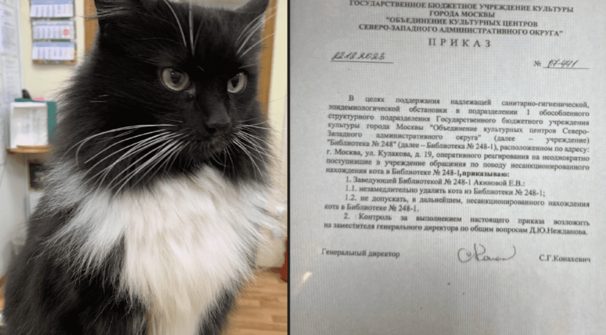 Motanul Markiz, care locuia de 8 ani într-o bibliotecă din Rusia, dat afară după denunțul unui pensionar | VIDEO