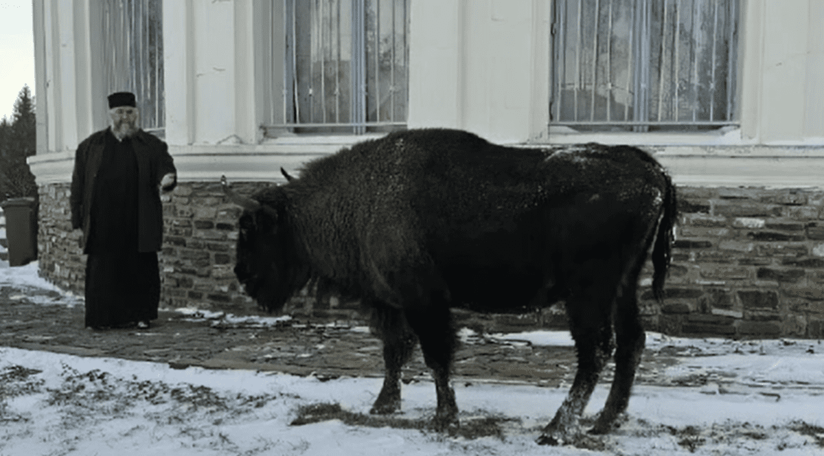 Un zimbru s-a plimbat nestingherit prin curtea mănăstirii Neamț. „Un pelerin neobișnuit” I VIDEO
