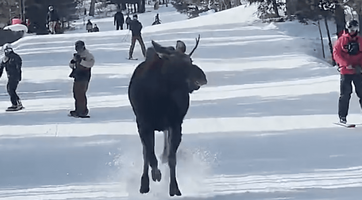 „Atenție, trece elanul”. Apariție neașteptată pe o pârtie din SUA, printre schiori și snowboarderi | VIDEO