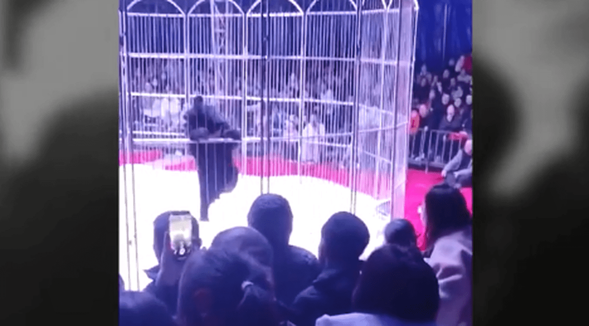 Momente de panică la un circ din China, după ce un urs a fost la un pas să iasă din cușcă | VIDEO
