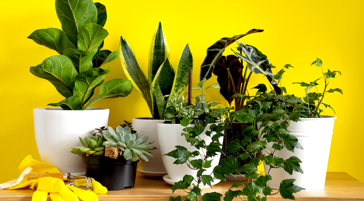 Plante de apartament potrivite pentru locuri întunecoase