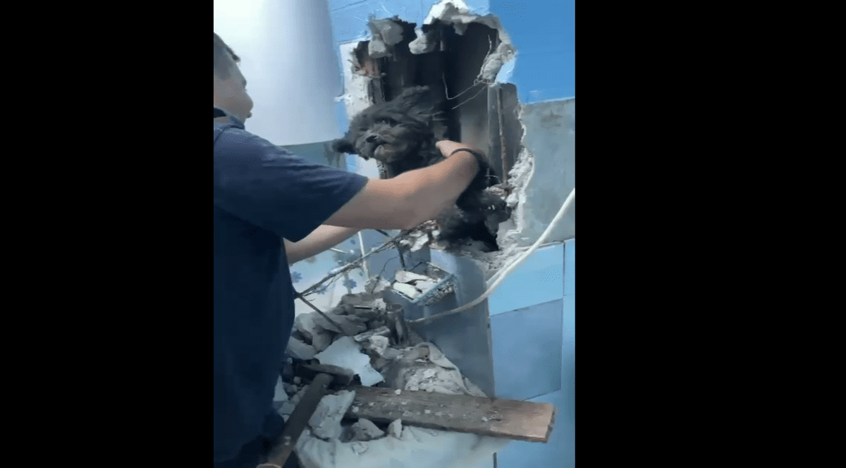 Pompierii din Hunedoara au salvat un cățel căzut într-o capcană din baia familiei. S-a strecurat în gura de vizitare de sub chiuvetă VIDEO
