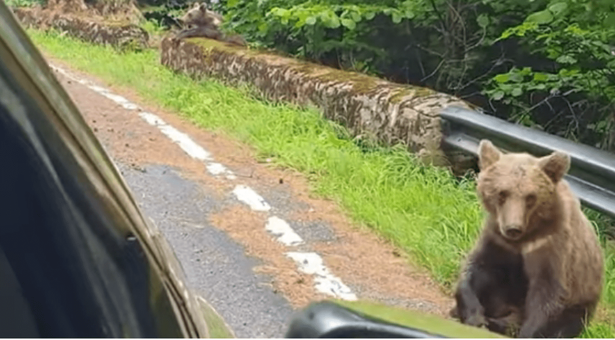 „Hai, măi, frumosule, hai sus!”. Șofer pe Transfăgărășan, la un pas să fie atacat de un urs