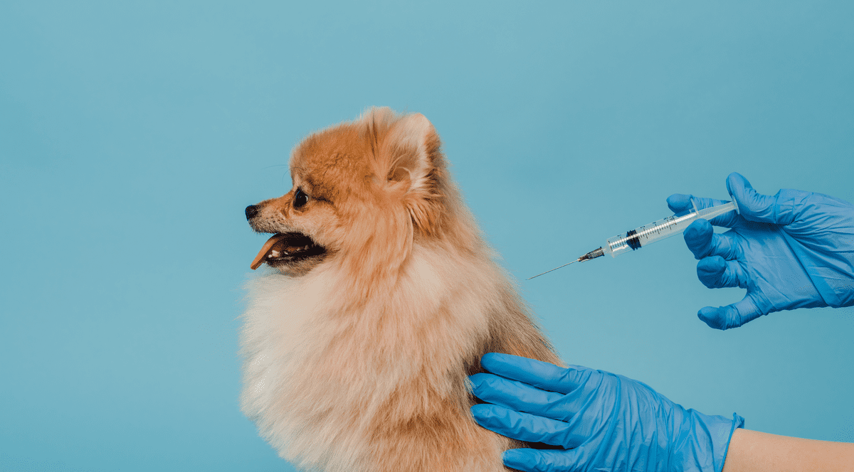 Ce vaccinuri se fac la câini mici - vaccinarea canină explicată