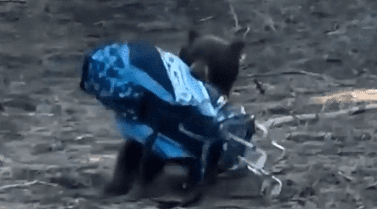 Un urs a fugit cu geanta cu crose, în timpul unui joc de golf, lângă lacul Tahoe | VIDEO