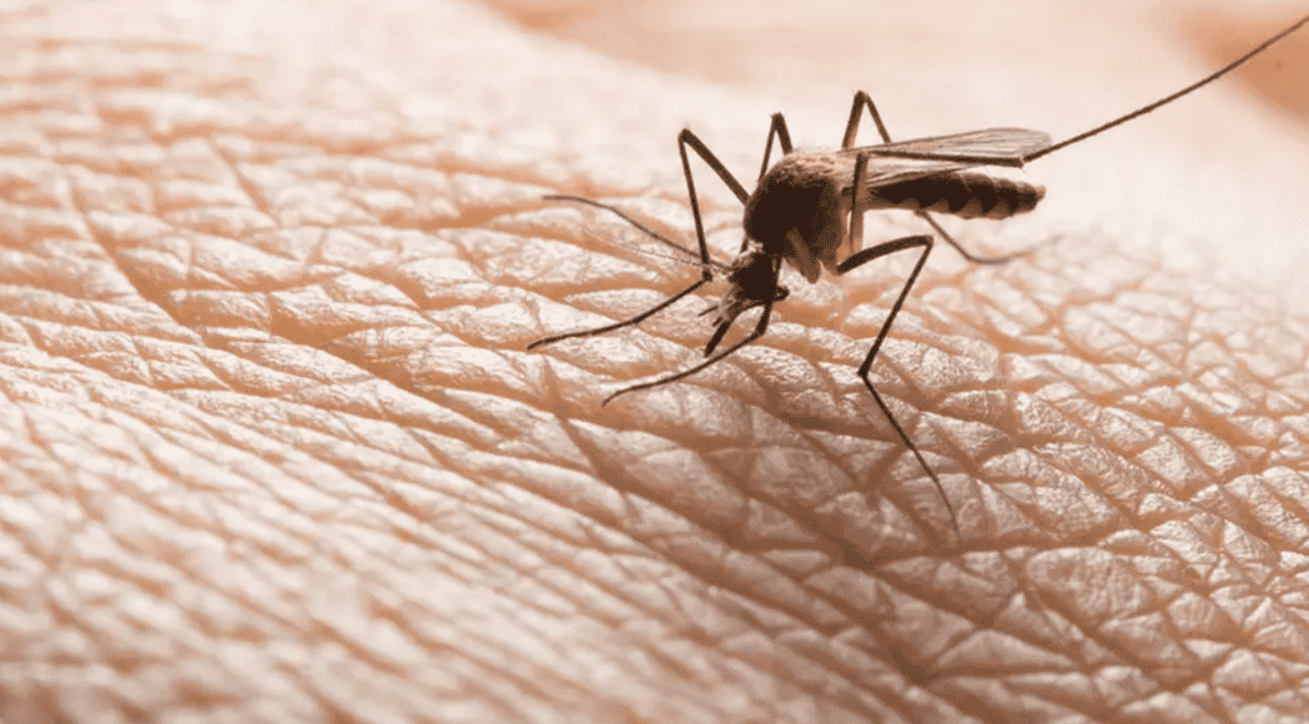 47 de cazuri de infecţie cu virusul West Nile înregistrate în această vară, anunță INSP. Patru persoane au murit