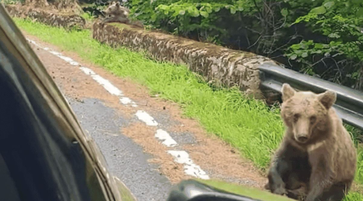 Autorităţile au început relocarea „urşilor cerşetori” de pe Transfăgărăşan. Primii care vor fi capturaţi sunt o ursoaică şi puiul ei