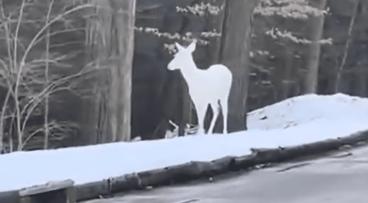 O căprioară albă a fost surprinsă pe marginea unui drum din SUA